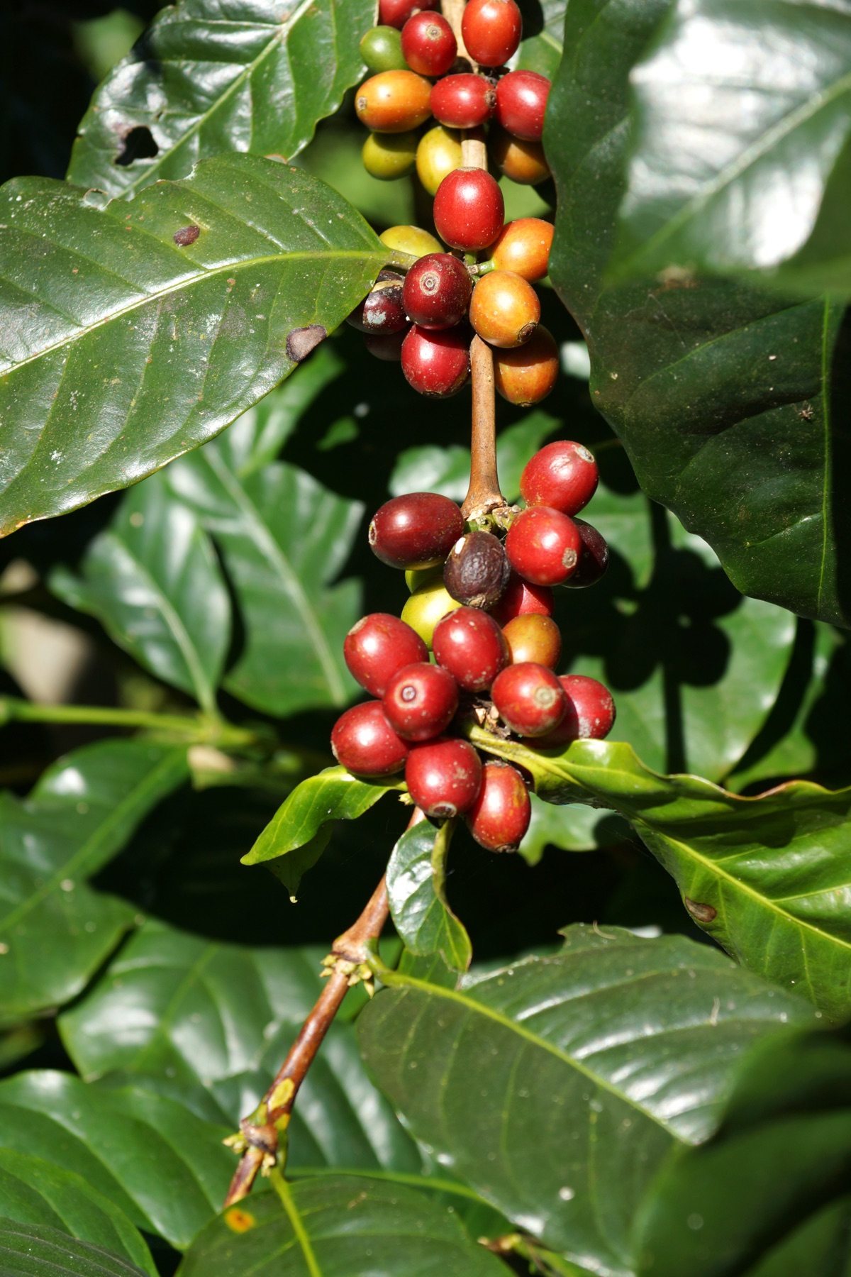 How to Choose Specialty Coffee — A Beginner's Guide