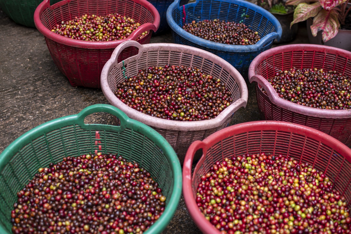The Honey Process — Why Costa Rican Coffee Tastes Different