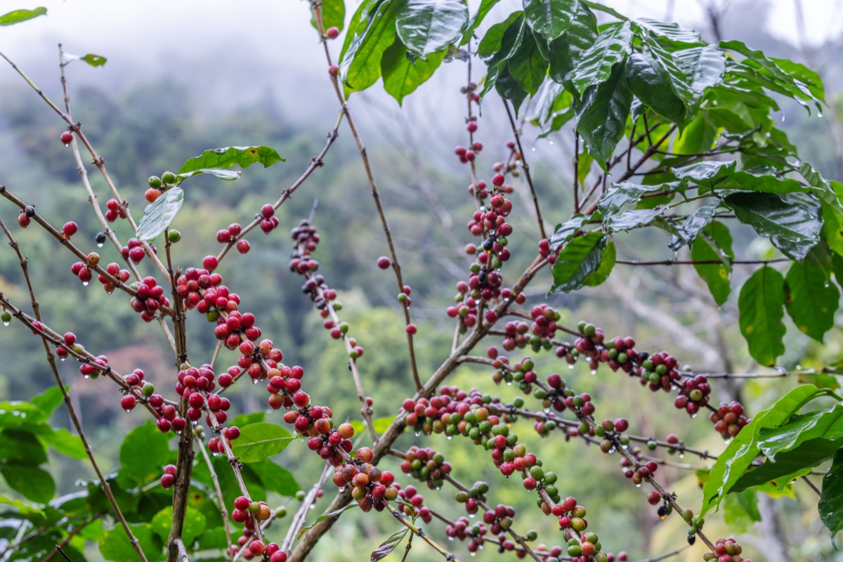 What Makes Costa Rican Coffee Special?
