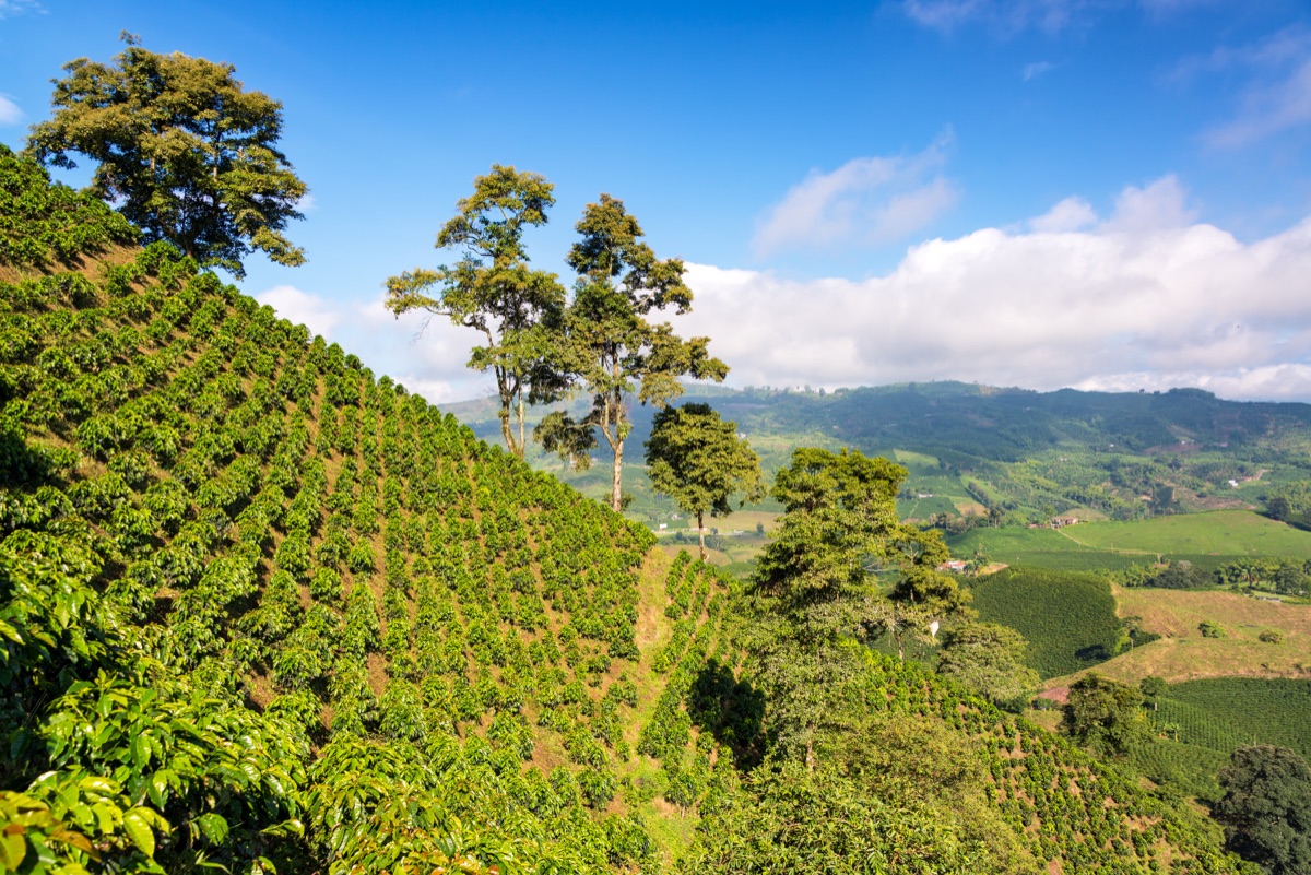 Costa Rican Coffee Regions Explained
